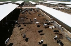 세계 가장 큰 젖소 목장은 사우디 아라비아에 있고, 상위 10개 목장 중 5개가 중국에 있다