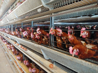 산란계 케이지 사육면적 기준 강화, 2년 유예 결정…업계 숨통 트였다