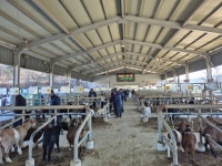 [르포] 반토막 난 시세에 한숨만… 새해 처음 열린 의성축협 염소 가축시장을 가다