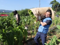 KT&G, 잎담배 수확 봉사 진행…“농가와 상생경영 이어갈 것”