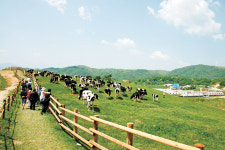 Summer getaway at Daegwallyeong 