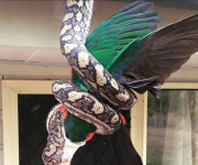 Picture this: Carpet python swallows king parrot whole 