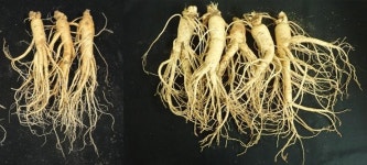 Korea introduces new ginseng breeds, launch marketing campaign to boost consumption