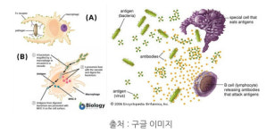 [시니어이미지메이킹] 모더나 부스터샷 3차 접종후 한달, 이상증상 지속되지만