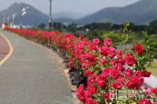 청도군, 4계절 명품 꽃길 조성