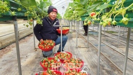 【카드뉴스】진천군, 스마트 경영 실습 임대 농장 청년 농업인 모집 外