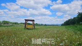 [NOW진천]  5월의 진천군 백곡천ㆍ충북혁신도시는 메밀꽃 무렵