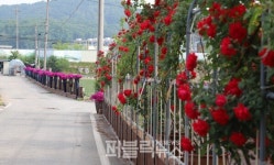 음성군 금왕읍 용계2리 마을···5월 막바지 봄꽃 향연 뽐내