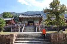 꽃이 없는 제24회 영광 불갑산 상사화 축제...상사화를 볼수없다