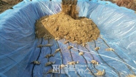 충북 음성 금왕읍 육용오리 농장서 H5형 AI항원 검출