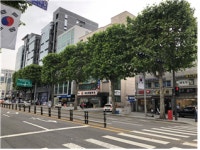 가로수 가지치기에도 도시 미학을