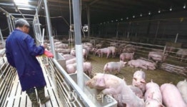 특별사료구매자금 지원... 축산농가 물가안정 대안 절실