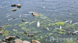 포항 월포천 은어 떼죽음…특정 약품이 원인?