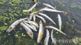 포항 월포천 은어 떼죽음…특정 약품이 원인?