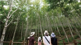 계절의 여왕, 5월에 떠나자. 국립김천치유의숲으로, 힐링하러.