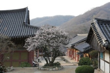 [고향소식] 순천시, 유네스코 세계문화유산 선암사 관람표 폐지 