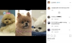 임수향 멍스타그램은 아라리…나 혼자 산다 댕댕이들 총 집합
