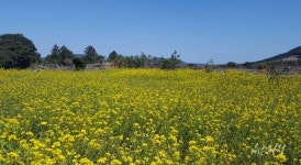 [포토] 코로나 스트레스 잠시나마 잊자...제주 봄 바람이 살랑
