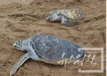 고향 찾아 1만리~...푸른바다거북, 제주서 베트남까지 3000km 떨어진 곳 찾아가
