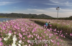 사색하기 좋은 가을 트레킹, 장성호 수변길 VS  광양 서천 코스모스길
