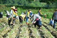 장성 황룡강 노란꽃잔치, 품종 다양화로 더욱 화려해진 볼거리