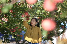 영주사과축제, 부석사 입구에서 27일 팡파르~