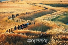 자연이 들려주는 선율따라 즐기는 순천만 갈대축제 다음달 2일 개막