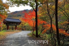 [주말여행] 소확행 찾아 걷는 길, 태안사 숲길 걸어볼까