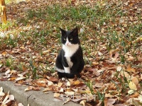 [포토] 가을이 주는 선물, 황금빛 계양산