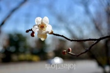 추위 속 꽃망울 터트린 봄 전령사 매화·복수초 만나러 동해로!