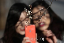 추위 속 꽃망울 터트린 봄 전령사 매화·복수초 만나러 동해로!