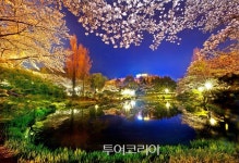 노랑·분홍·하양 물결 일렁이는 봄!... 경북으로 떠나는 꽃길 여행