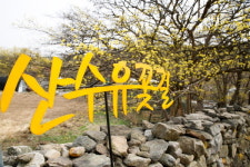 이천백사산수유꽃축제, 방문객 맞이 분주