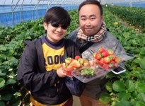 농가 딸기체험, 외국관광객에게 통했다!...관광수입 57억원 창출