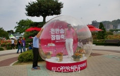 [가볼만한 축제] 삼척여행 재촉하는 천만송이 장미꽃 유혹