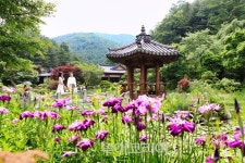 주말엔 초여름 싱그러움 더하는 수국 나들이 어때요?