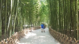 울산태화강 대숲납량축제 14일 개막! 오싹 서늘한 여행 선사