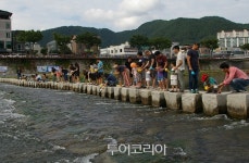 무주반딧불축제,반디의 꿈 생태 도시 무주 이야기 드디어 시작