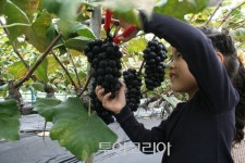 [이번주말 여행] 강화섬 포도축제의 보랏빛 달콤함에 취해볼까?