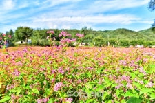 영월 동강변 붉은메밀꽃 유혹