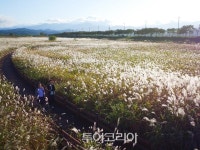 남대천 은빛 억새 손짓하고 연어들이 반기는 양양으로 가을여행!