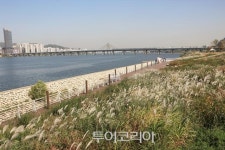 핑크뮬리·억새·갈대길 걸으며 가을정취 만끽! 서울 한강 산책길 베스트5