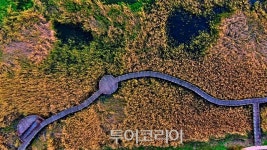 [포토] 깊어가는 가을, 황금빛 옷 갈아입는 여수 가사리 갈대밭