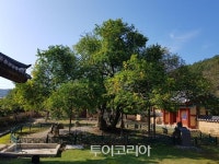 다양한 석화·곡석 발달 '정선 화암동굴' 천연기념물 됐다!
