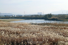 만추 낭만 즐기러 은빛 물억새 일렁이는 익산 춘포 만경강길로! 