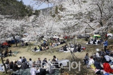 코로나19에 자취 감추는 벚꽃 낭만...벚꽃축제 속속 취소