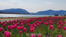 완연한 봄! 진달래·튤립·유채 꽃물결에 봄기운 물씬