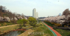 벚꽃 구경 NO! 이번 주말 강남구 양재천 전구간 전면 통제