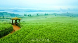 올 봄엔 파릇파릇 청보리밭 힐링도 못만나!...고창 청보리밭 축제 취소
