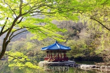 [포토] 집콕 생활에 더욱 그리운 초록빛 힐링...정읍 내장산의 봄